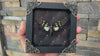 Load and play video in Gallery viewer, Real Framed Cicadas Rhombus Frame Butterfly Dried Beetle Home Decor K12-79-NEM