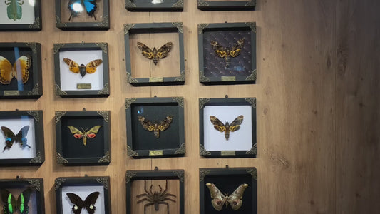 Real Death Head Moth Wooden Frame - Black