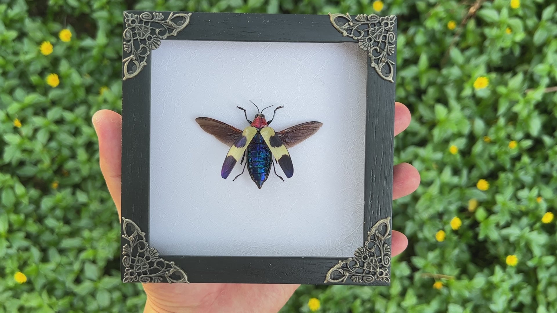 Real Framed Jewel Beetle Black Frame Dead Insect Dried Bug K14-82-TR