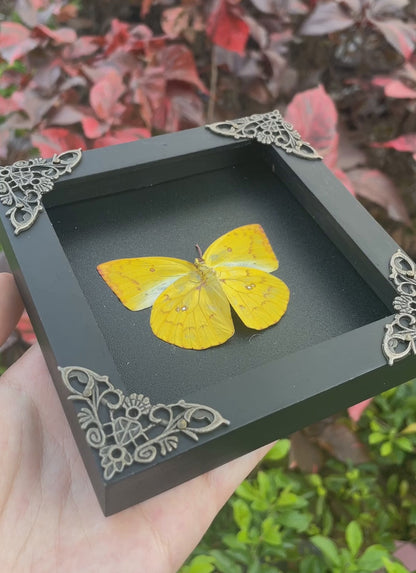 Framed Butterfly Wall Hanging Decor Preserved Butterflies Insect Specimen Entomology Gift K12-43-DE