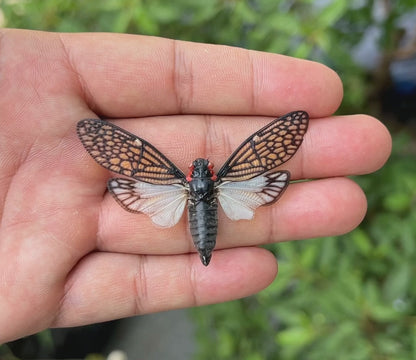 Real Cicada Specimen, Insect Bug Taxidermy Open wings, Insect Entomology Display