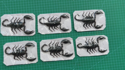 6 Real Giant Scorpion 7” Large Beetle Insect Bug Entomology Oddity UM11