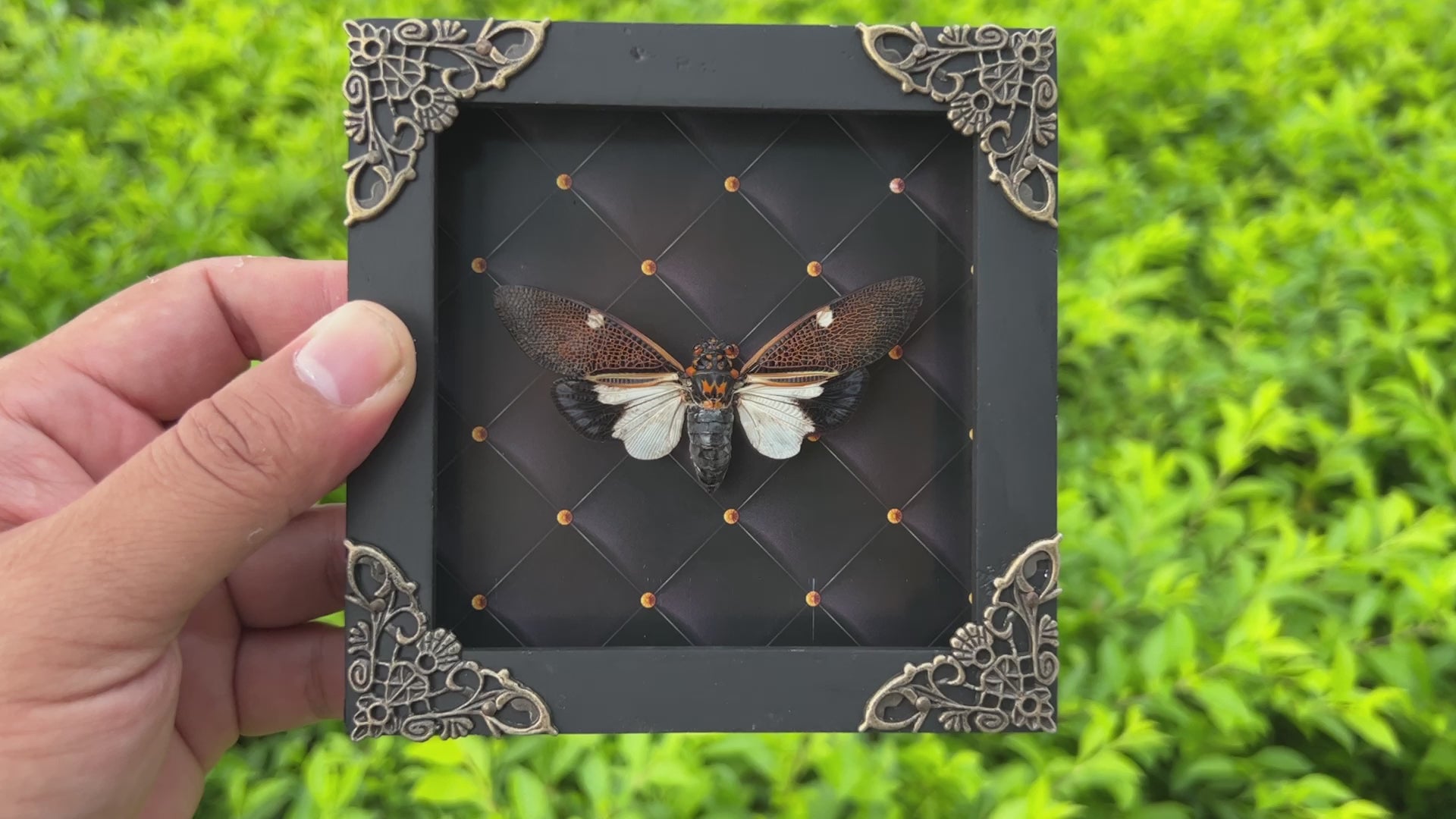 Real Framed Cicada Paratalainga Distanti Frame Insect Bookshelf Moody Home Decor K12-77-NEM