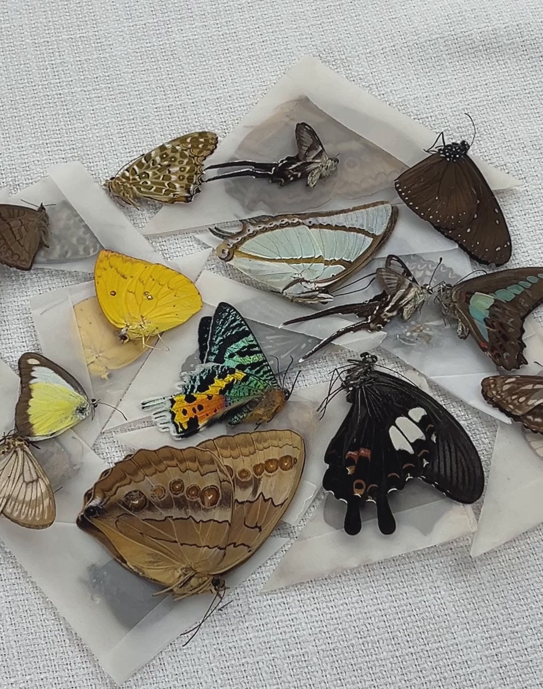 10 Random Of Real Butterfly Taxidermy Mounted Preserved Entomology Oddity Scientific Lover Insect Office Desk Art Artwork Display UM-01-NEW