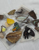 Load and play video in Gallery viewer, 10 Random Of Real Butterfly Taxidermy Mounted Preserved Entomology Oddity Scientific Lover Insect Office Desk Art Artwork Display UM-01-NEW