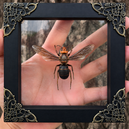 Framed Asian Giant Hornet, Real Insect Bug Taxidermy, Gothic Home Decor, Halloween Gift K12-99-DE