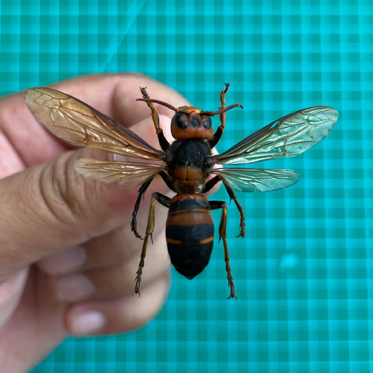 Real Yellow-Vented Hornet Bee Specimen, Dried Insect, Preserved Bee Display & Entomology Collectible