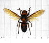 Real Yellow-vented Hornet Bee Taxadermy Pinned Dried Insect Beetle Specimens Taxidermy