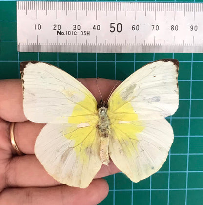 Real Lemon Emigrant Butterfly Specimen, Butterfly Taxidermy Open wings, Insect Entomology Display, Décor