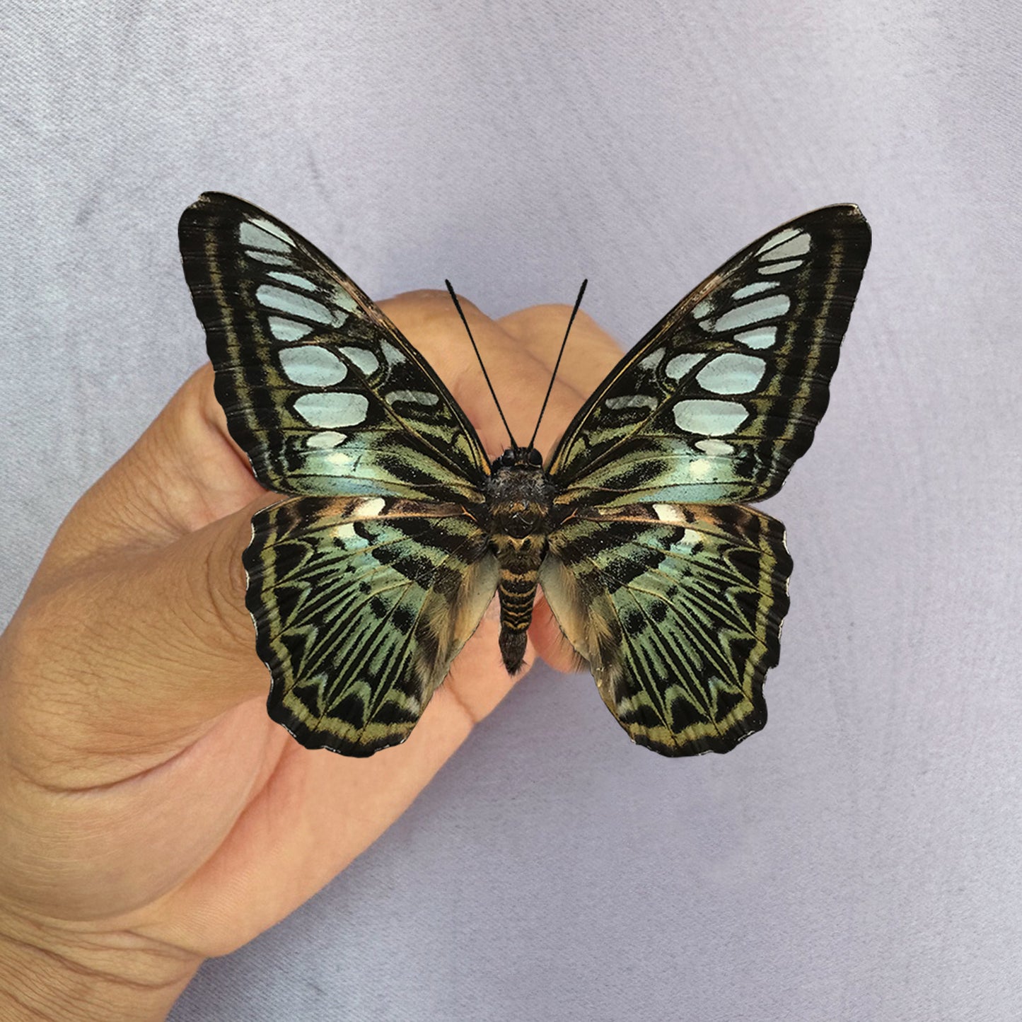 Real Butterfly Specimen, Clipper Parthenos sylvia, Butterfly Taxidermy Open wings, Insect Entomology Display, Décor