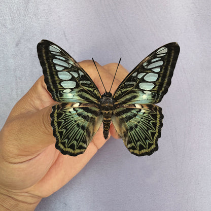 Real Butterfly Specimen, Clipper Parthenos sylvia, Butterfly Taxidermy Open wings, Insect Entomology Display, Décor