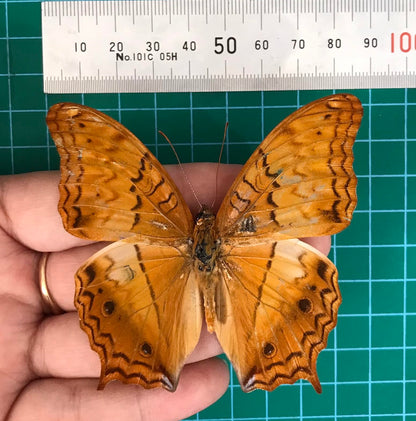 Real Orange Butterfly Specimen, Butterfly Taxidermy Open wings, Insect Entomology Display, Décor