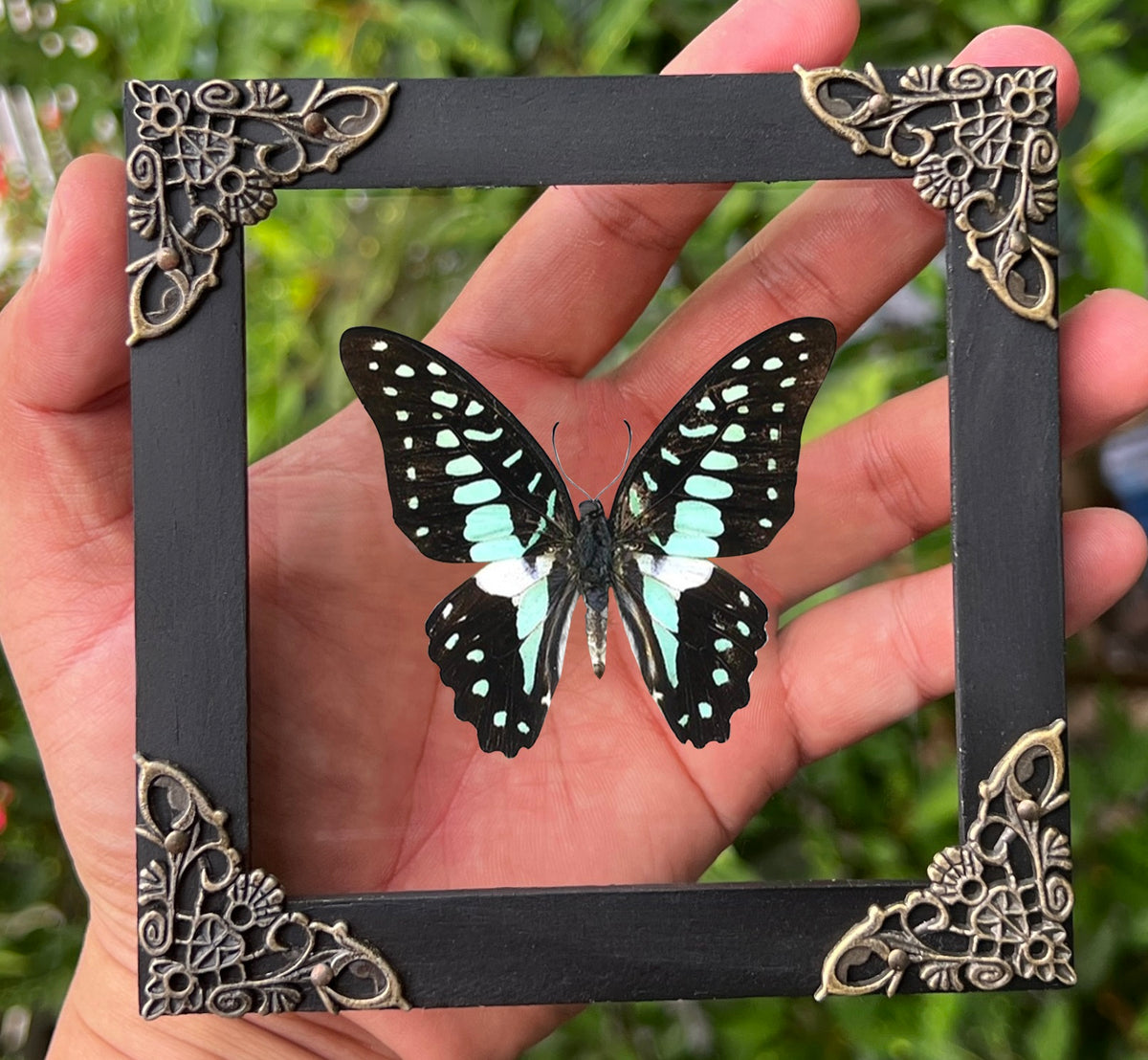 Real Butterfly Framed Art Gallery Collection Decor