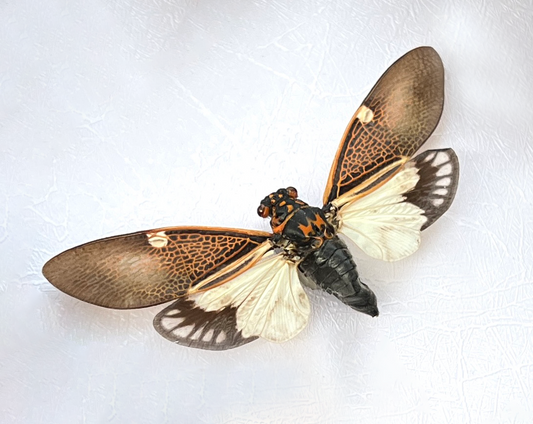 Real Cicada Specimen, Paratalainga Distanti, Insect Bug Taxidermy Open wings, Insect Entomology Display