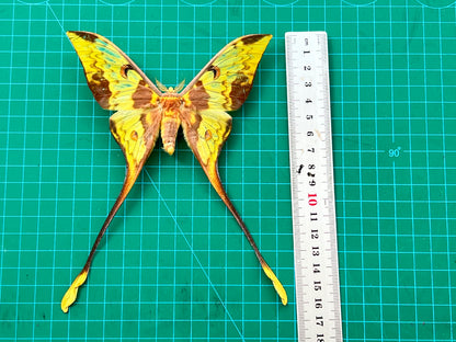 Comet Moth Argema mittrei – Pack of 2 Real Moth Specimens Spread Wings