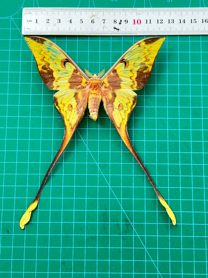 Real Comet Moth Specimen, Gothic Moon Moth Wall Art, Taxidermy Shadow Box, Victorian Goth Home Decor, Astronomy Gift