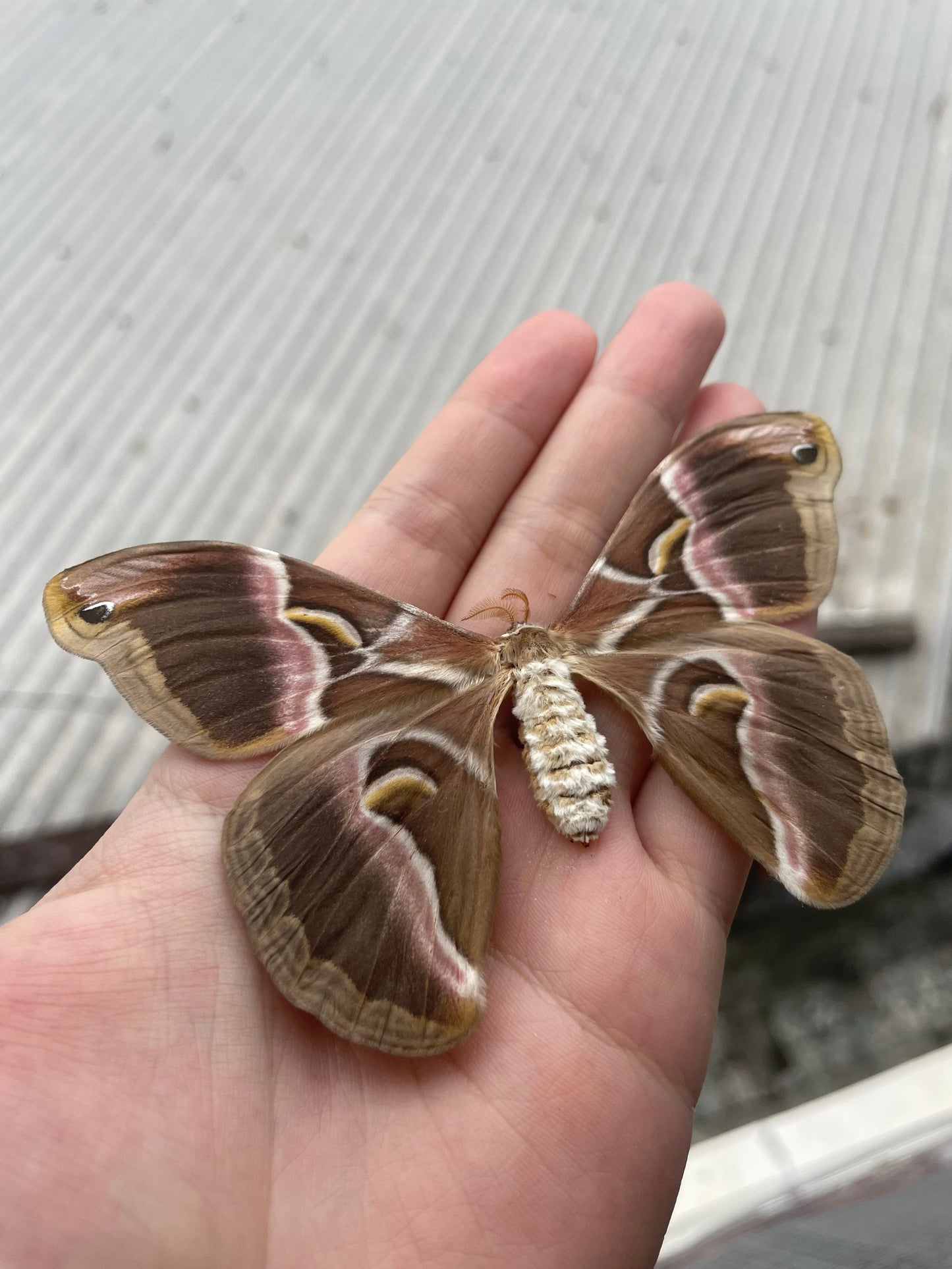 Eri Silk Moth Specimen, Moth Taxidermy Open wings, Real Entomology Specimens for Display, Décor