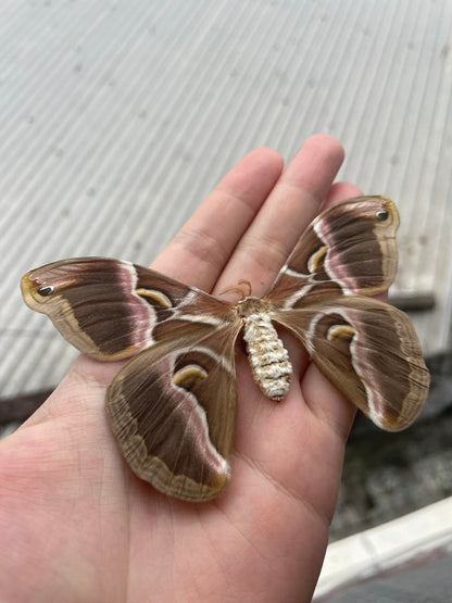 Eri Silk Moth Specimen, Moth Taxidermy Open wings, Real Entomology Specimens for Display, Décor