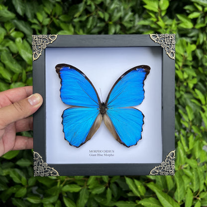 Real Morpho Didius Butterfly Framed Taxidermy, Blue Butterfly Wall Art, Insect Shadow Box Decor K19-22-DE