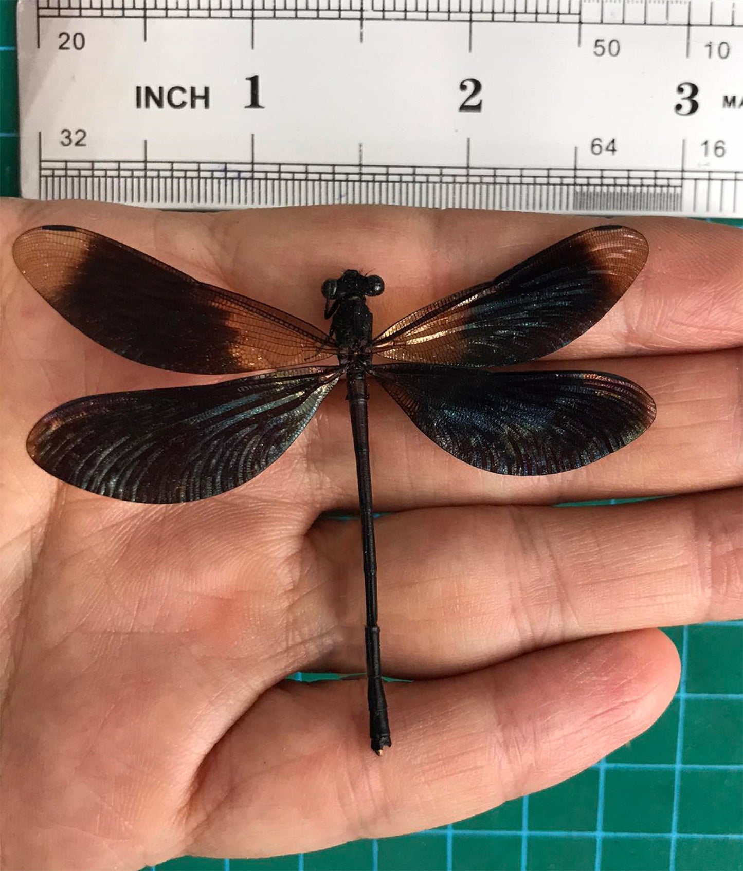Real Black Damselfly Specimen, Pinned Dried Insect Taxidermy, Entomology Specimen, Bug Art Collection