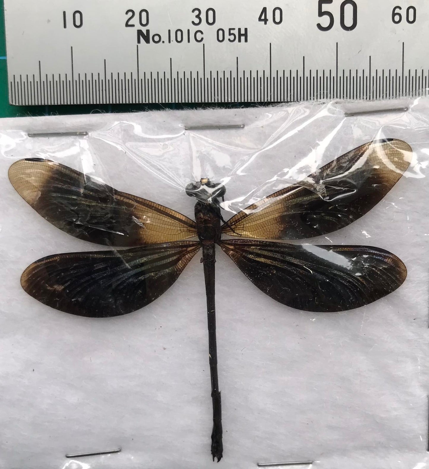 Real Black Damselfly Specimen, Pinned Dried Insect Taxidermy, Entomology Specimen, Bug Art Collection