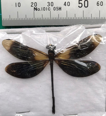Real Black Damselfly Specimen, Pinned Dried Insect Taxidermy, Entomology Specimen, Bug Art Collection