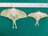 Pair Luna Moths Real Mounted Insect Taxidermy Oddity Artwork Decor