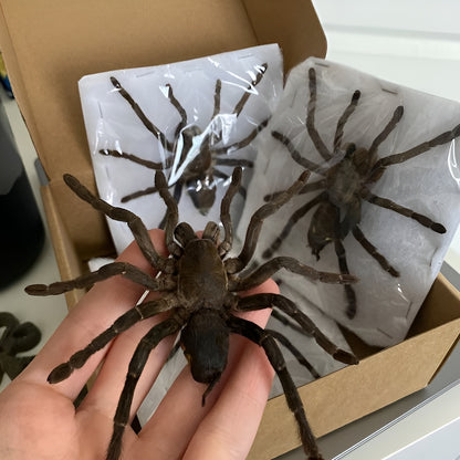 Real Tarantula Spider Taxadermy, Pinned Dried Insect Specimens, Oddities Curiosities Collection