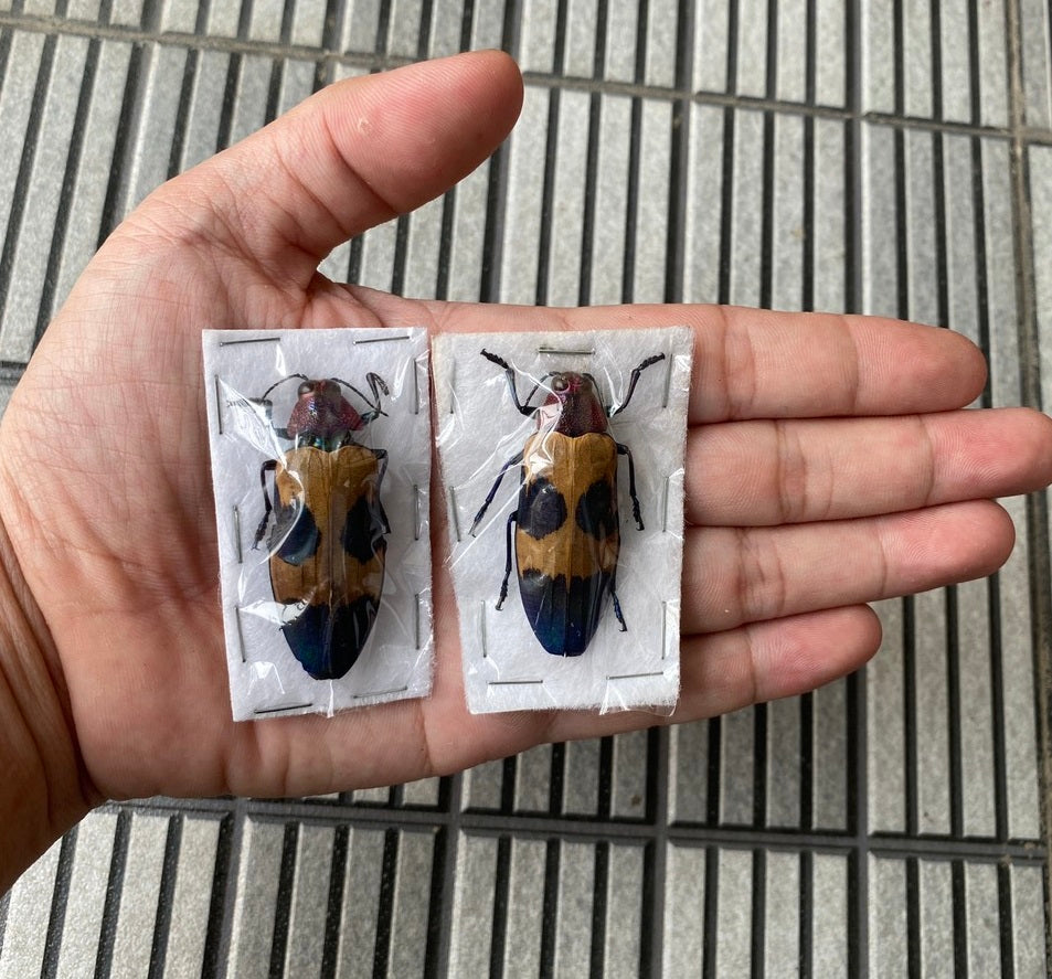 Jewel Beetle Chrysochroa corbetti – Real Preserved Beetle Specimen