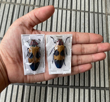 Jewel Beetle Chrysochroa corbetti – Real Preserved Beetle Specimen