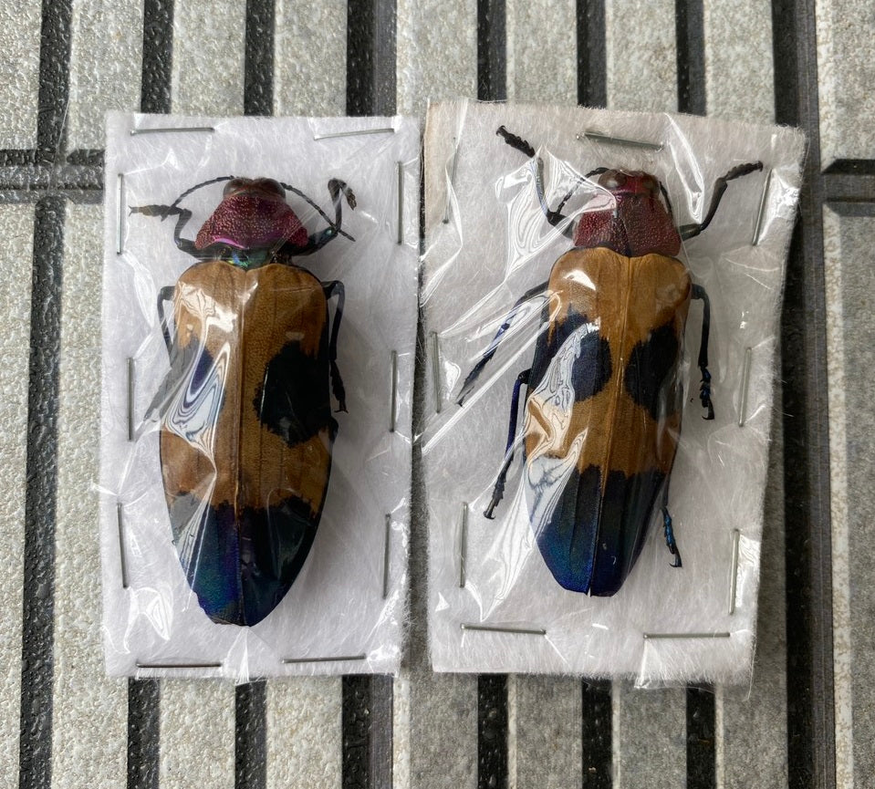 Jewel Beetle Chrysochroa corbetti – Real Preserved Beetle Specimen