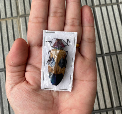 Jewel Beetle Chrysochroa corbetti – Real Preserved Beetle Specimen