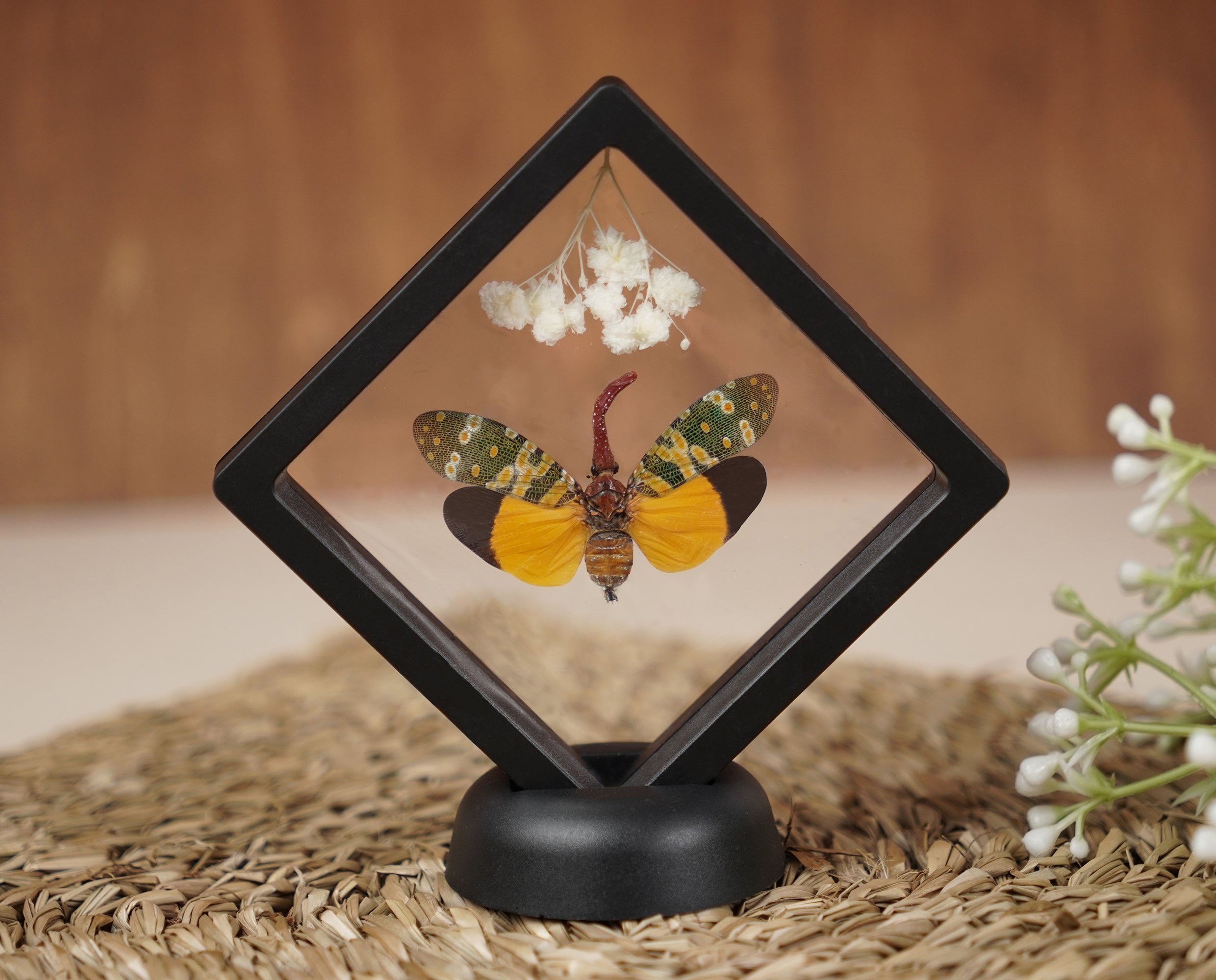 2 Taxidermy Praying Mantis & Lanternfly Floating Frame Display Preserved Insects Collections Gift for Entomology Lover