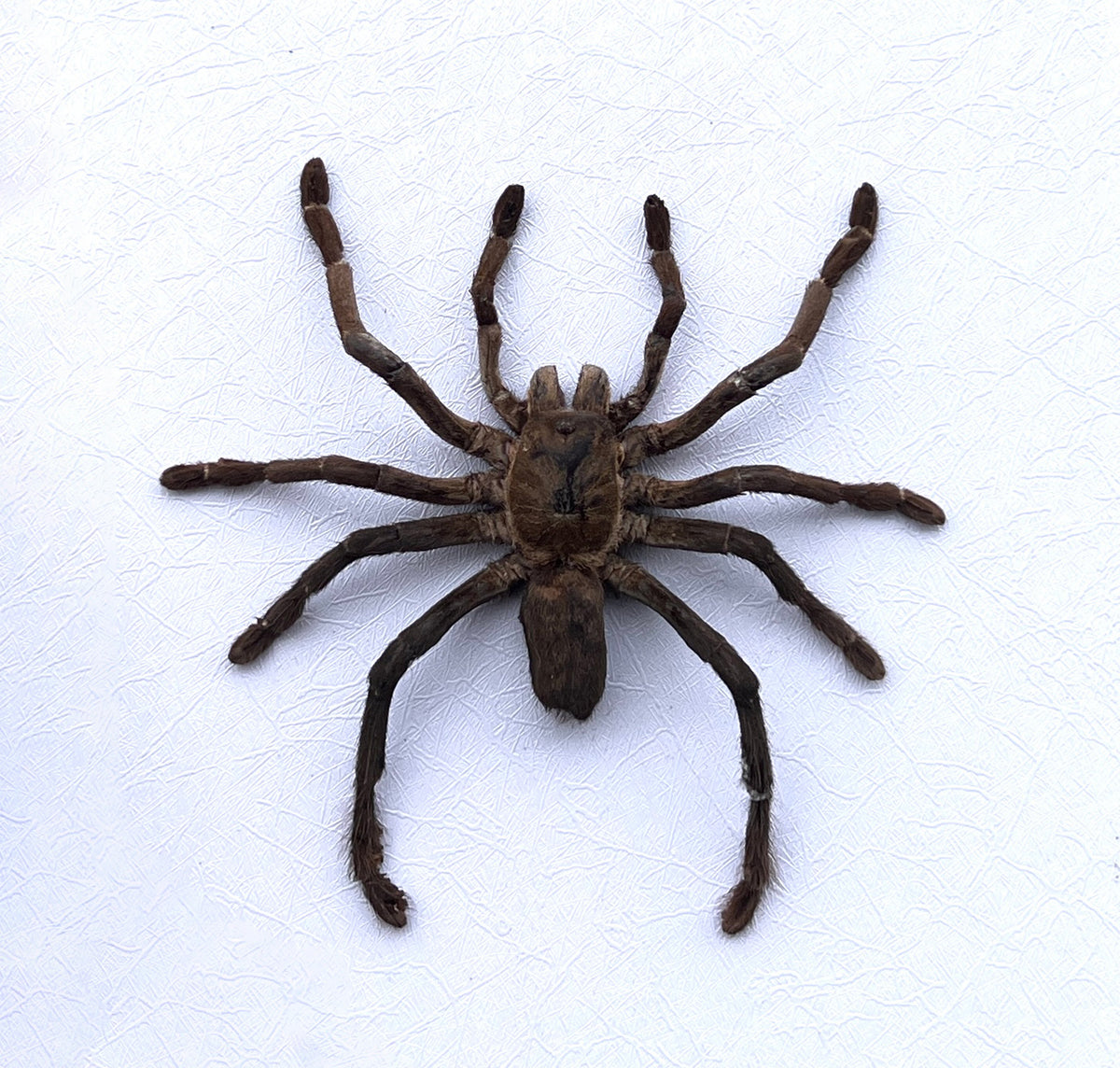 Real Tarantula Spider Taxadermy, Pinned Dried Insect Specimens, Oddities Curiosities Collection