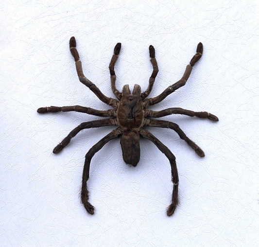 Real Tarantula Spider Beetle Pinned Dried Insect Specimens Collection