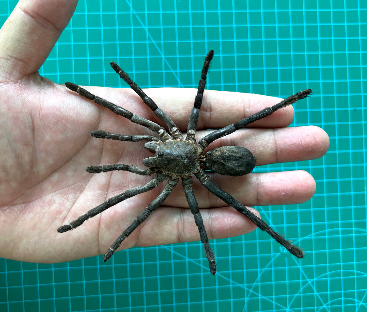 Real Tarantula Spider Taxadermy, Pinned Dried Insect Specimens, Oddities Curiosities Collection