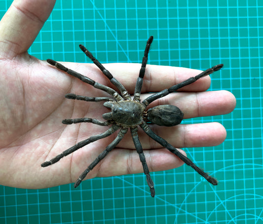 Real Tarantula Spider Beetle Pinned Dried Insect Specimens Collection