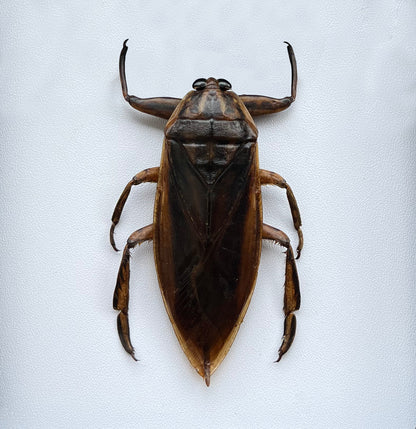 Real Giant Water Bug Specimen, Pinned Dried Insect Taxidermy, Entomology Specimen, Bug Art Collection