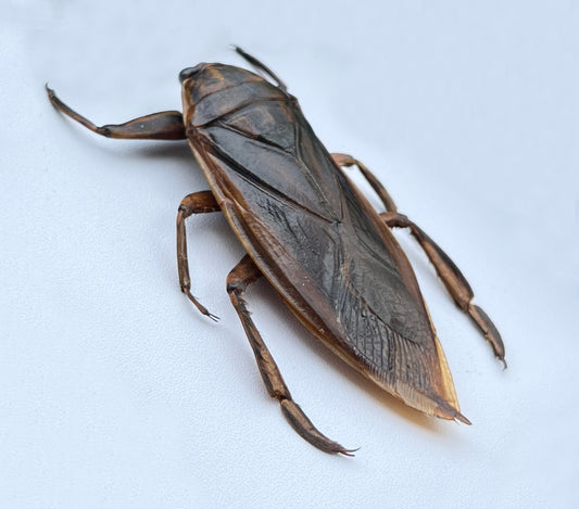 Real Giant Water Bug Specimen, Pinned Dried Insect Taxidermy, Entomology Specimen, Bug Art Collection