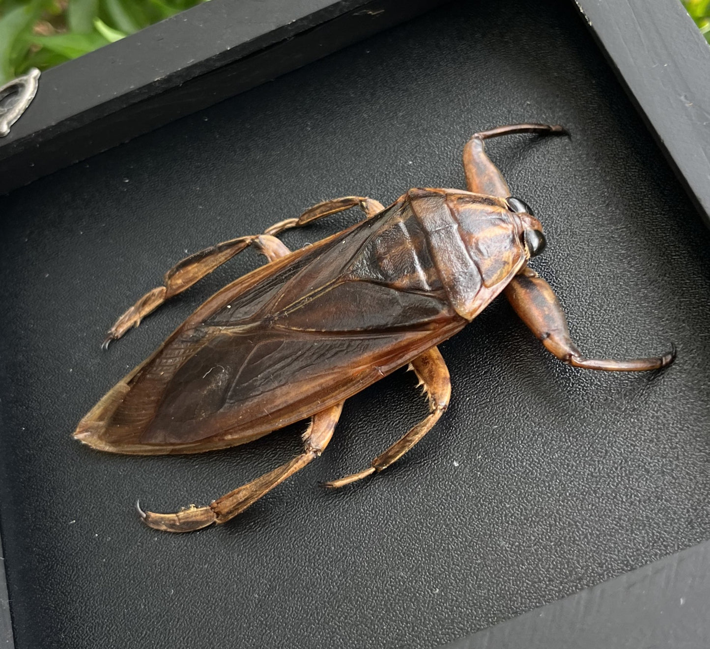 Real Giant Water Bug Specimen, Pinned Dried Insect Taxidermy, Entomology Specimen, Bug Art Collection
