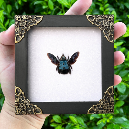 Blue Xylocopa Caerulea Frame