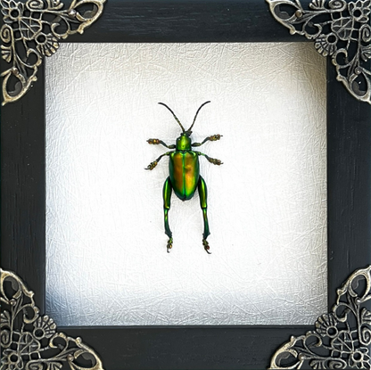 Green Sagra Longicollis Frame