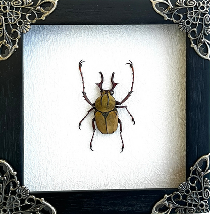 Stag Dicronocephalus Wallichii Frame