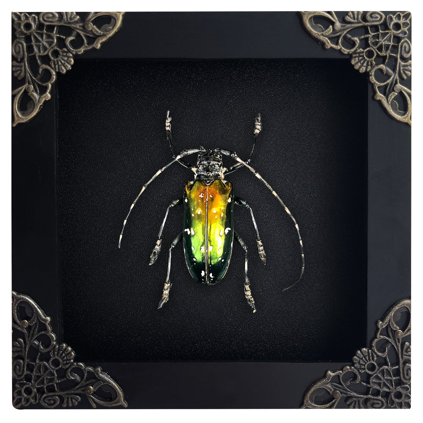 Real Metallic Longhorn Beetle Specimen, Gothic Insect Taxidermy Shadow Box, Oddities Wall Art, Home Decor - Anoplophora albopicta