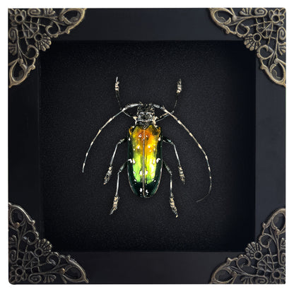 Real Metallic Longhorn Beetle Specimen, Gothic Insect Taxidermy Shadow Box, Oddities Wall Art, Home Decor - Anoplophora albopicta