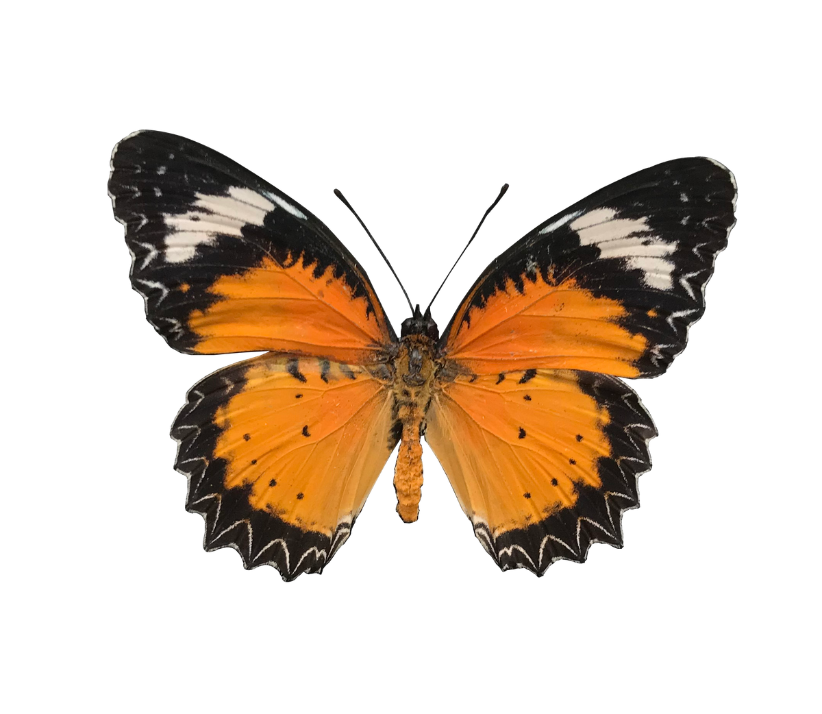 Real Butterfly Specimen, Male Leopard Lacewing, Butterfly Taxidermy Open wings, Insect Entomology Display, Décor
