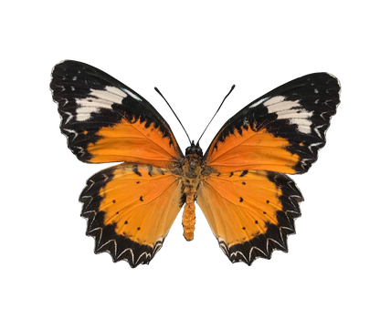 Real Butterfly Specimen, Male Leopard Lacewing, Butterfly Taxidermy Open wings, Insect Entomology Display, Décor