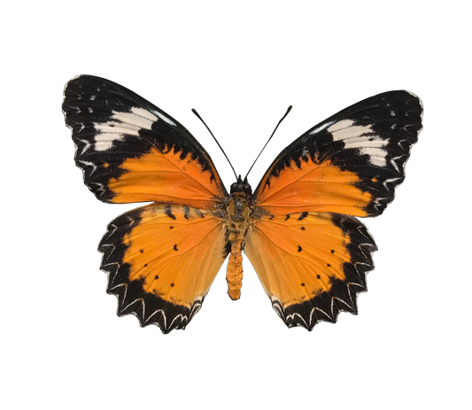 Real Butterfly Specimen, Male Leopard Lacewing, Butterfly Taxidermy Open wings, Insect Entomology Display, Décor