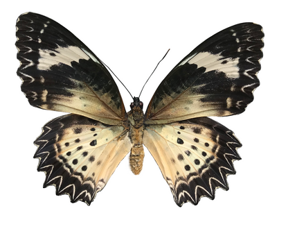 Real Butterfly Specimen, Leopard Lacewing, Butterfly Taxidermy Open wings, Insect Entomology Display, Décor