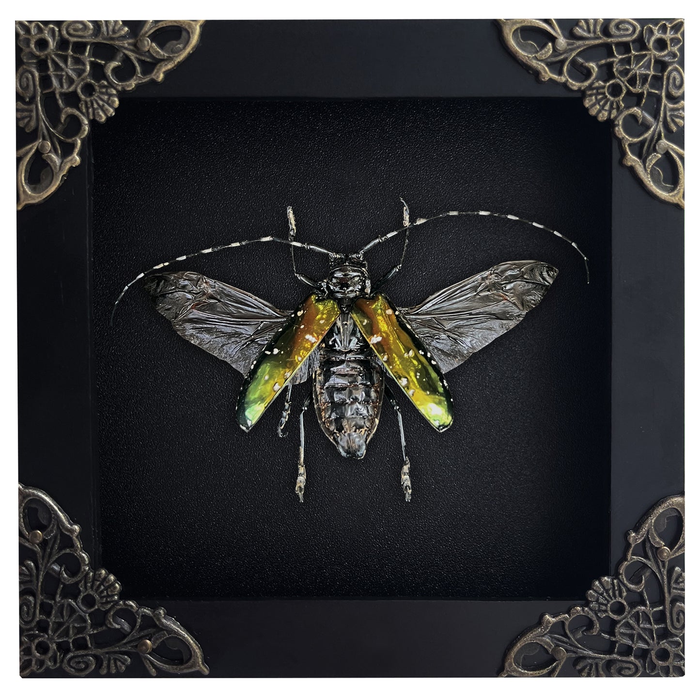 Real Metallic Longhorn Beetle Specimen, Gothic Insect Taxidermy Shadow Box, Oddities Wall Art, Home Decor - Anoplophora albopicta